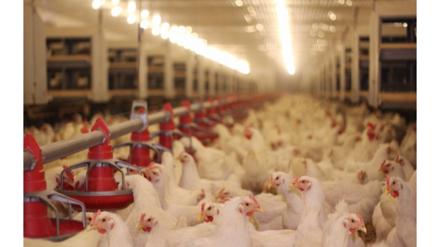 创新科技助推畜牧饲料业新开展，PT视讯 生物利用合成生物技术赋能饲料添加剂25-羟基VD₃的生产